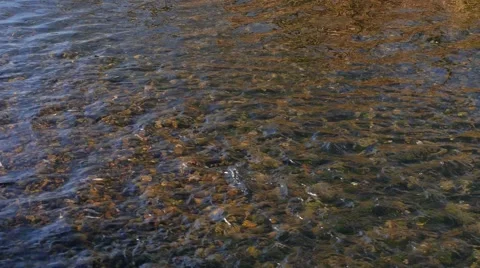 Shallow stream Video stock 46281746