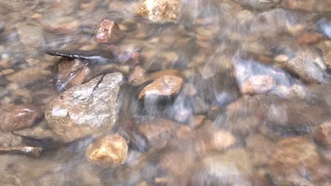 Shallow stream low shutter speed Stock Footage 88010307