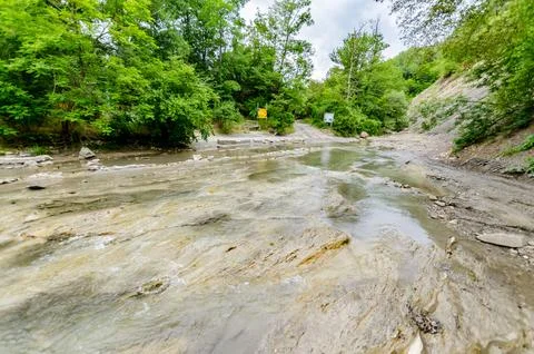 Shallow stream in lush forested area with overcast sky Stock Photos