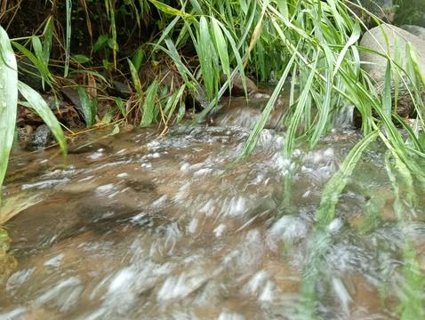 Shallow Stream Passing Through Grass and Natural Vegetation Stock Photos