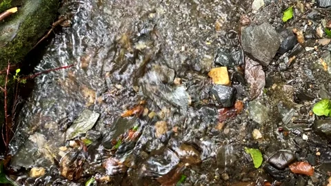 Shallow Stream in Rain Stock Footage 256909276