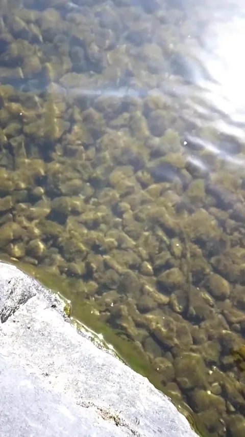 Shallow Stream Rippling over Moss Covered Rocks and Pebbles Close to Shore Stock Footage 296197802