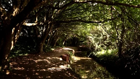 A Shallow Stream in a Shadowy Woods. Video stock 94817220