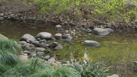 A shallow stream with smooth stones and clear water flows through green 库存影片 332617909