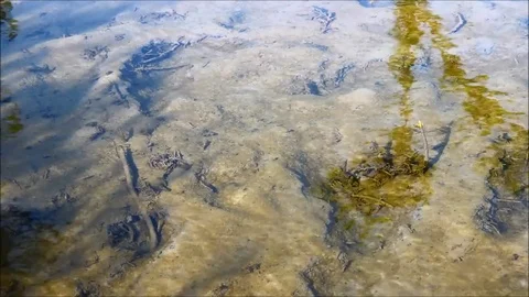 A shallow stream with soft sandy bottom and grass reflected in the water Stock Footage 77861783