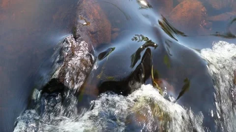 Shallow stream in sunny public park, Oulu Finland Stock Footage 280976370