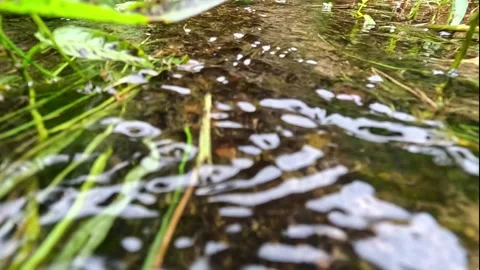 Shallow stream surface with floating bubbles and grass blades Video stock 318143480