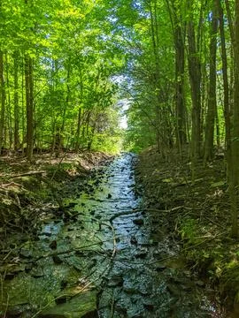 Shallow stream through a sunlit forest Foto stock