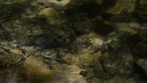 Shallow stream. Water flow on sunny day. Video stock 83687251