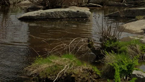 Shallow stream water flowing gently around natural river rocks and sparse g.. Stock Footage 335461765