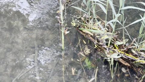 Shallow stream water flowing past reeds timelapse Vídeos de archivo 334759953
