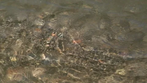 Shallow surface movement of river water Video stock 287291134
