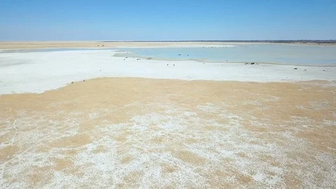 Shallow surface water in dry grassland with livestock around its edges aerial Vídeo Stock 80599077
