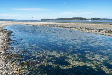 Shallow Tide Pool at Sidney Spit Vancouver Island BC 스톡 사진