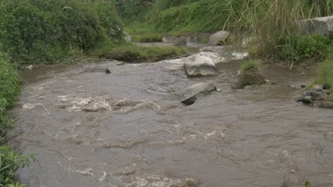 Shallow tributary flow around green tropical vegetation Stock Footage 234947745