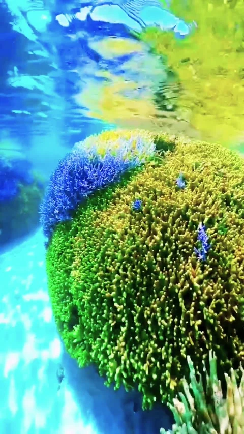 Shallow Tropical Reef with Clear Water and Natural Light Stock Footage 337639606
