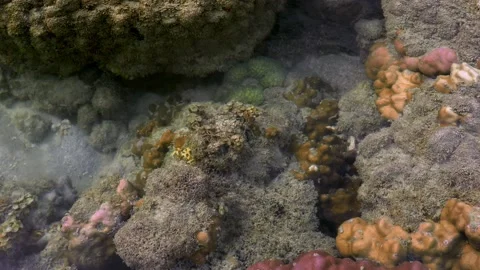 Shallow Tropical Reef Tide Pool During Low Tide Stock Footage 339269522