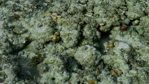 Shallow Tropical Seabed Texture Viewed Through Clear Water Stock Footage 340179982