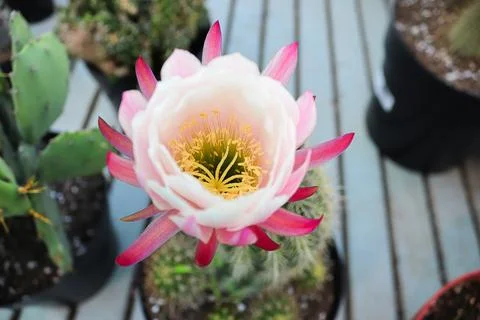 Shallow view of the top of a torch cactus flower Stock Photos