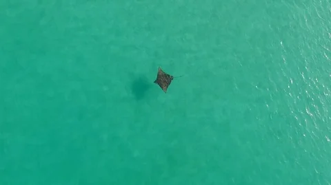 Shallow water Eagle Ray Swimming Video stock 77578747