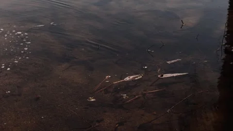 Shallow water on the edge of Lake Champlain. Port Henry Marina. Stock Footage 273607617