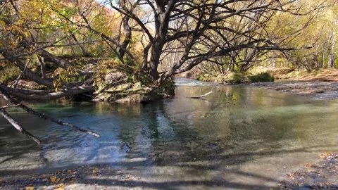 Shallow water flowing in Arrow River with golden yellow autumn trees New Zealand Stock Footage 273563991