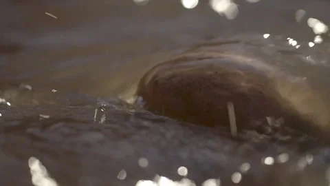 Shallow water flowing over the stone Stock Footage 79786103