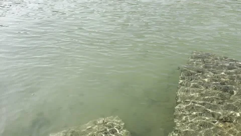 Shallow water with a group of small fish in the water Stock Footage 326922706