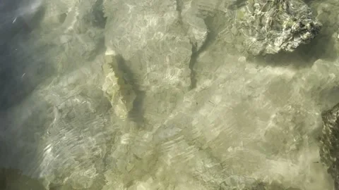 Shallow water with a group of small fish in the water Stock Footage 326922734
