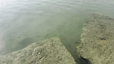Shallow water with a group of small fish in the water Stock Footage 326922741