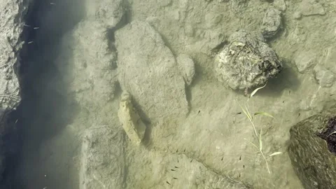 Shallow water with a group of small fish in the water Stock Footage 326923667