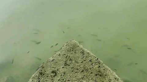 Shallow water with a group of small fish in the water Stock Footage 326923712