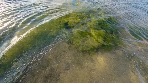 Shallow water over green algae covered rocks Stock Photos