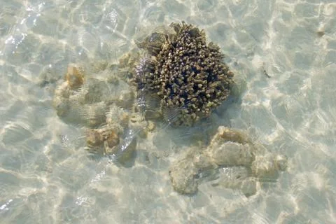 Shallow water Stock Photos