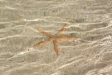 Shallow water refraction, starfish and sand. Stock Photos
