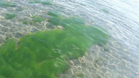 Shallow water in river flowing on sand bottom. Sun glare on water surface Stock Footage 116346438
