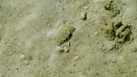 Shallow Water Surface Patterns Above Camouflaged Crab on Sandy Tropical Seabed Stock Footage 337092356