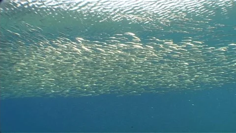 Shallow Water Teeming with Small Fish Stock Footage 300756511