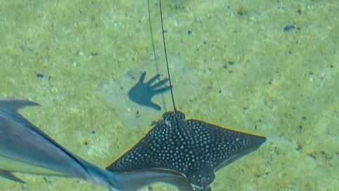 Shallow water of tropical reef Stock Footage 132407679