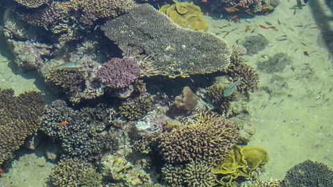 Shallow water of tropical reef Stock Footage 132407755