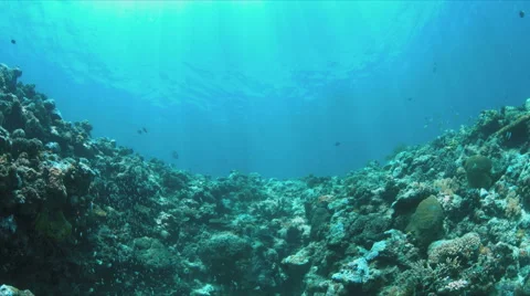 Shallow waters of a coral reef Stock Footage 51579573