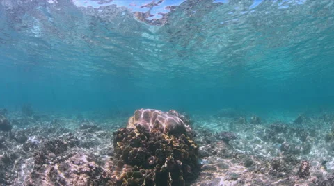 Shallow waters of a coral reef Stock Footage 51589902