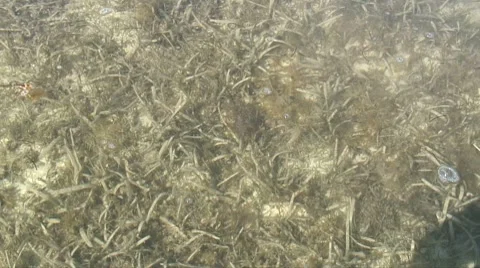 Shallow waters 스톡 동영상 7138444