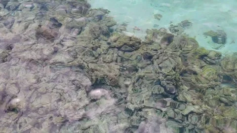 Shallow waters of the Red Sea Stock Footage 336215729