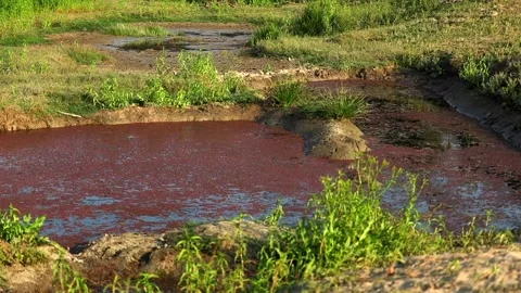Shallow Wetland Pool With Red Algae and Muddy Water Video stock 327920205