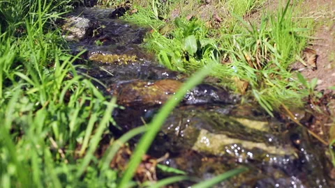 Shallow Woodland Stream Stock Footage 310452000
