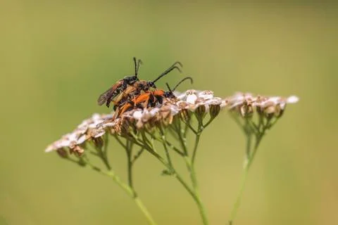 Sham beetle - three-way 写真素材