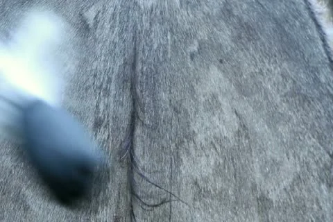 Shaman beats the drum Stock Footage 17058722