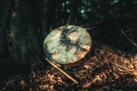 Shaman drum in forest on tree. Stock Photos