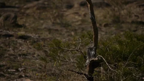 Shaman flags in the wind Stock Footage 103438465